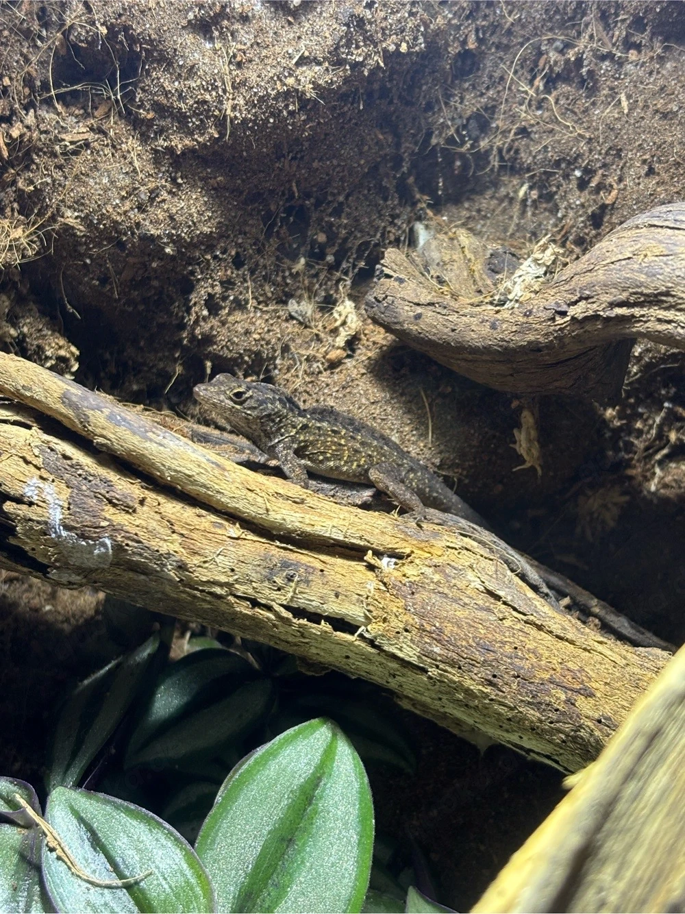 1.2 Anolis sagrei Bahamaanolis