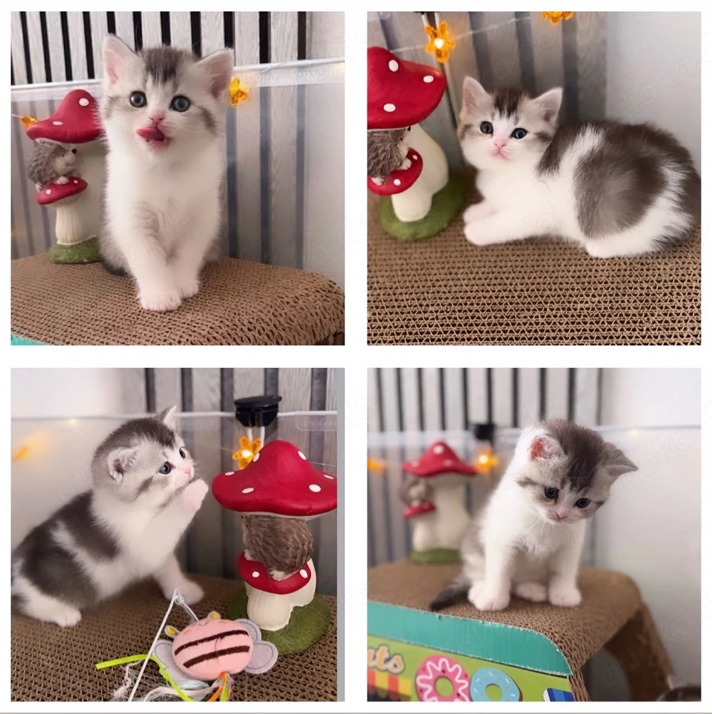 Zuckersüsse Reinrassige Bkh Kitten