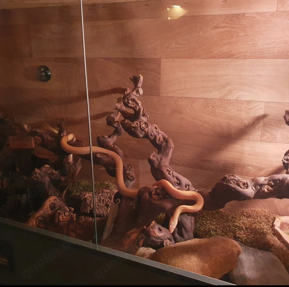 Kornnatter mit großem Terrarium und Zubehör 
