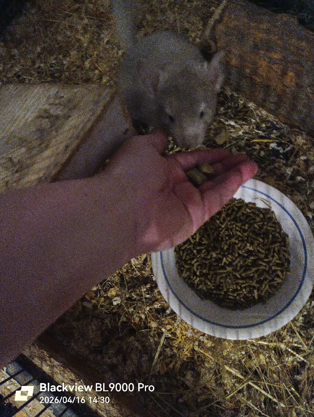 Handzahmes Chinchilla Böckchen 
