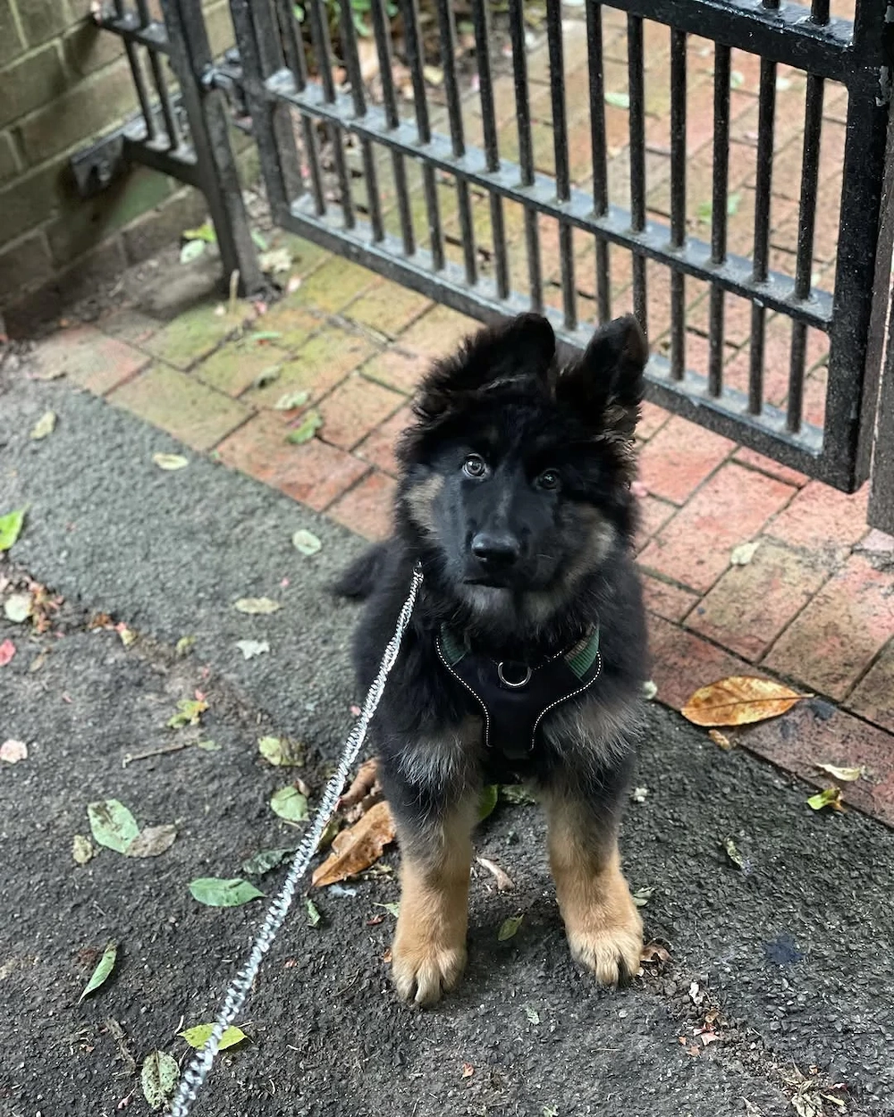 Deutsche Schäferhündin 