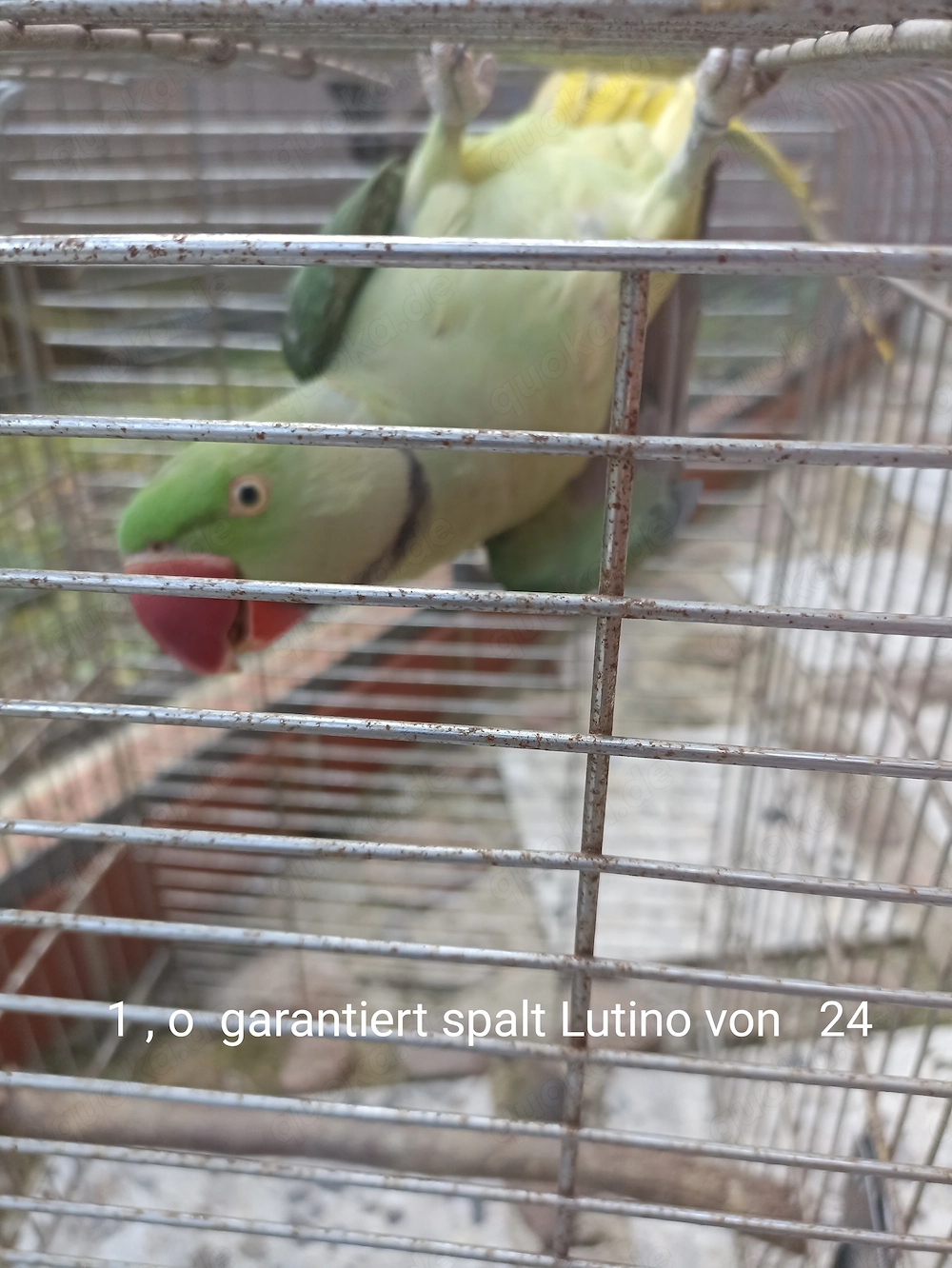 Große Alexandersittiche geschlossen beringt