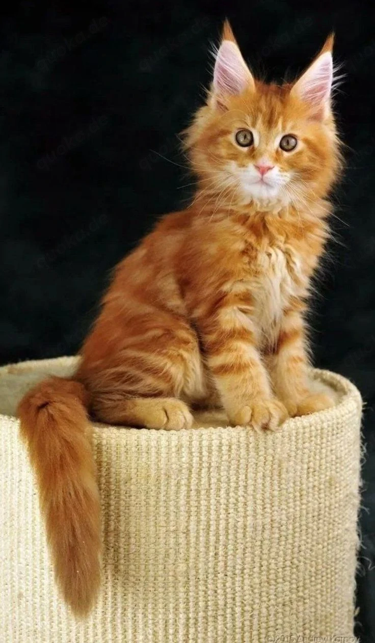 Maine-Coon-Kätzchen mit Papieren