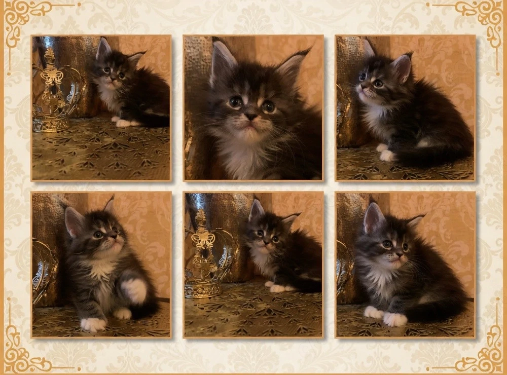 2 Maine Coon Mädels zu vermitteln  