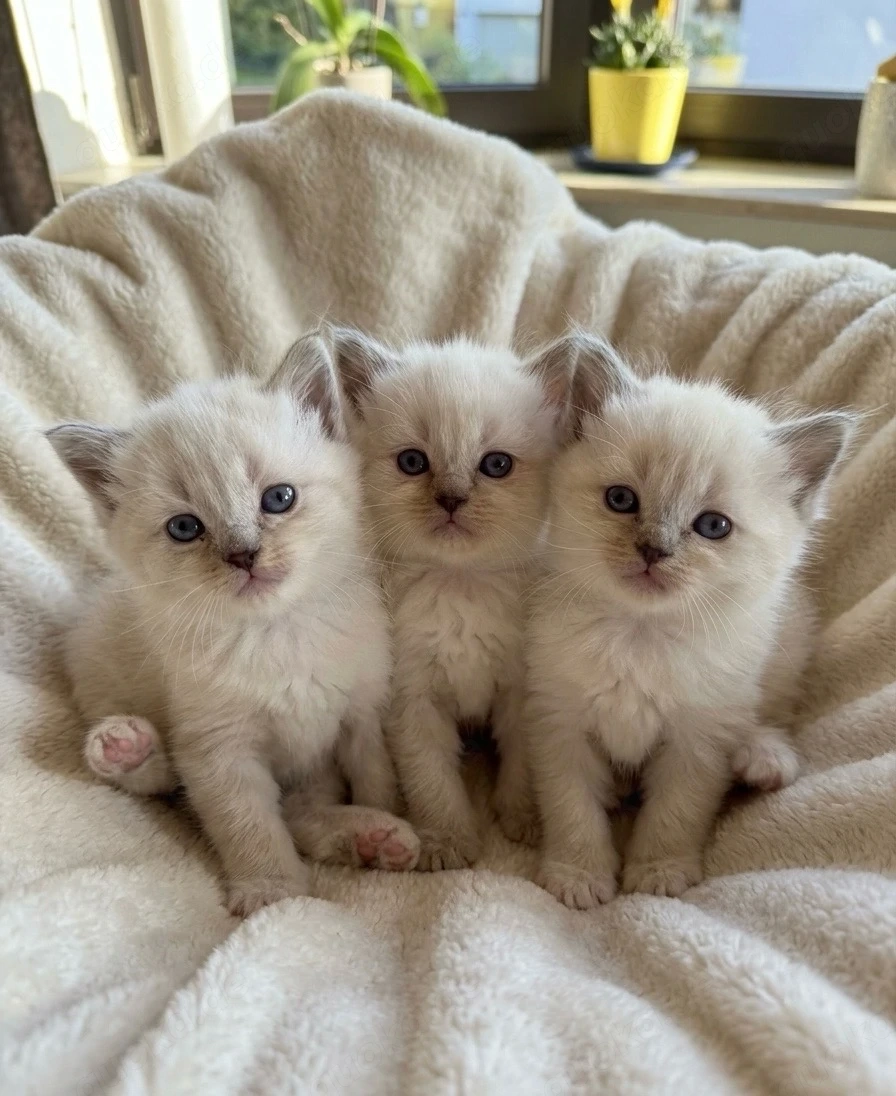 Heilige Birma kitten Kater 