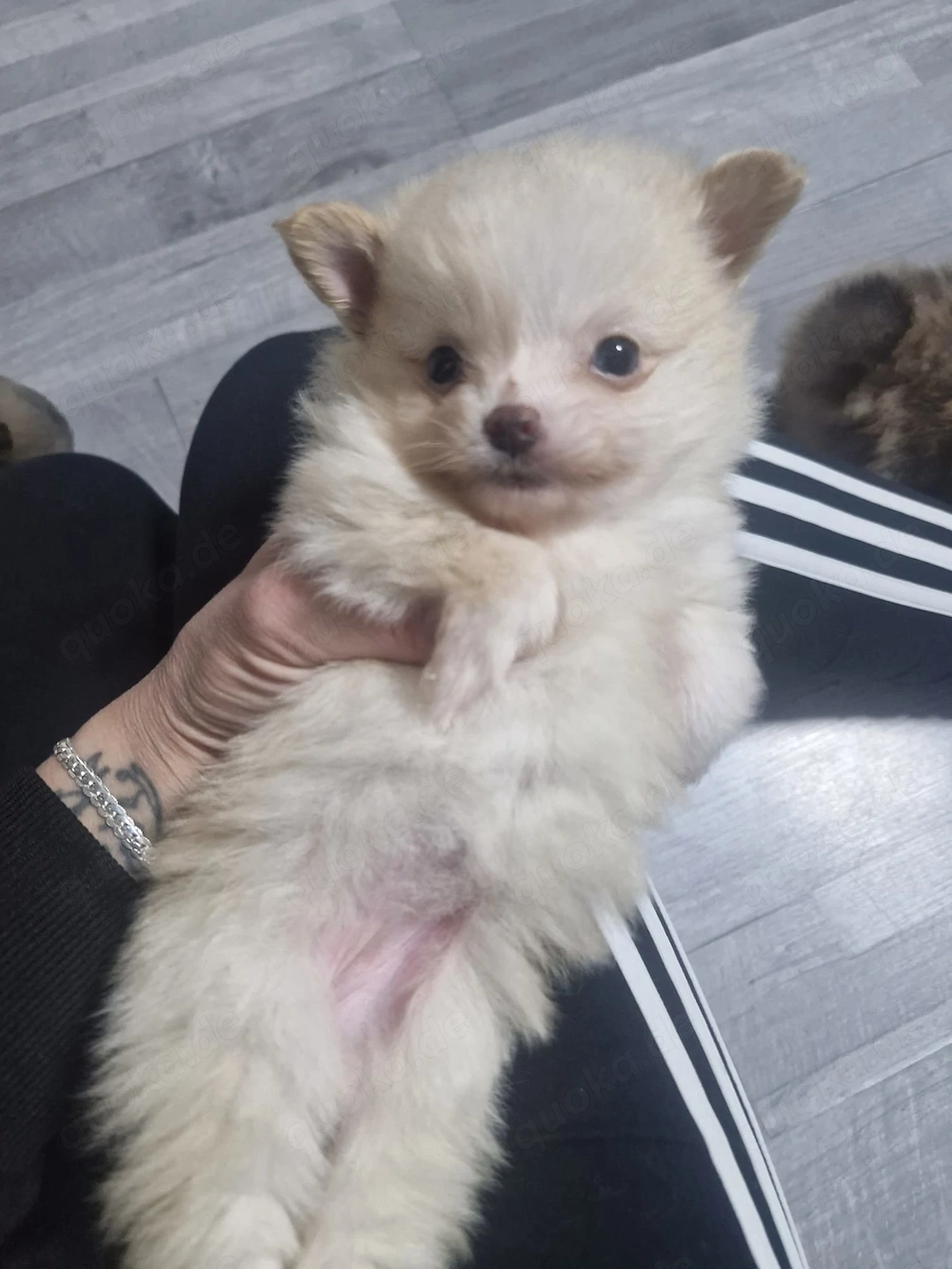 Zwergspitz pomeranian weibchen