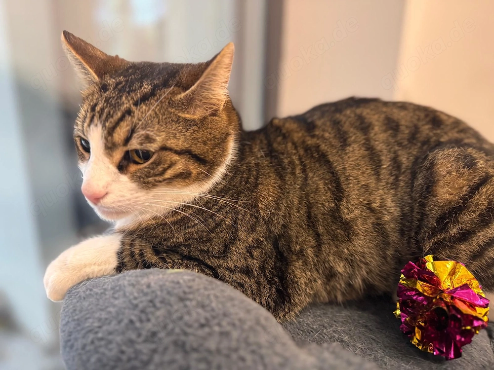 Maiko sucht ihr Wohlfühlzuhause