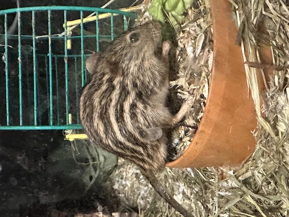 Mäuse streifen Gras 