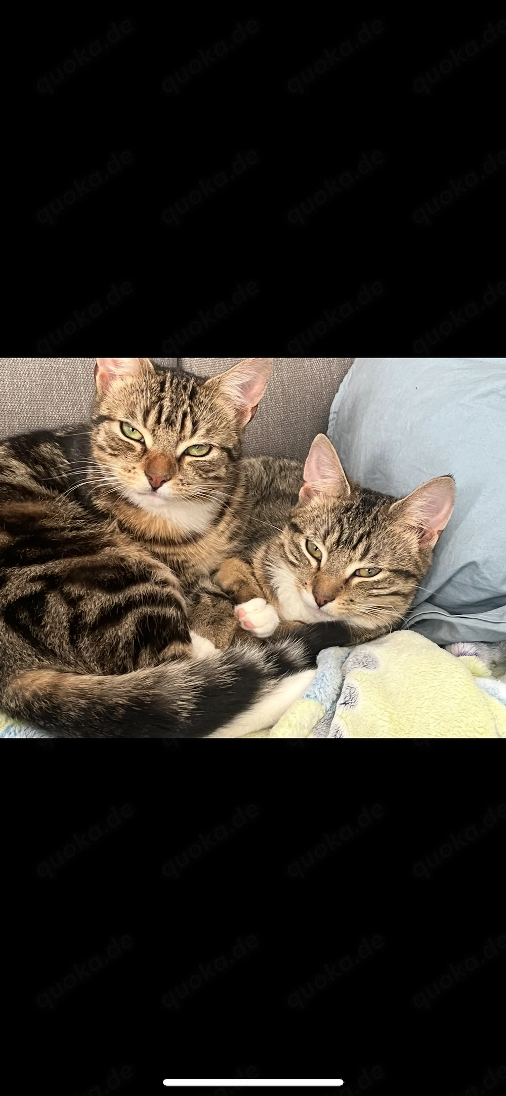 3 Europäische Hauskatzen