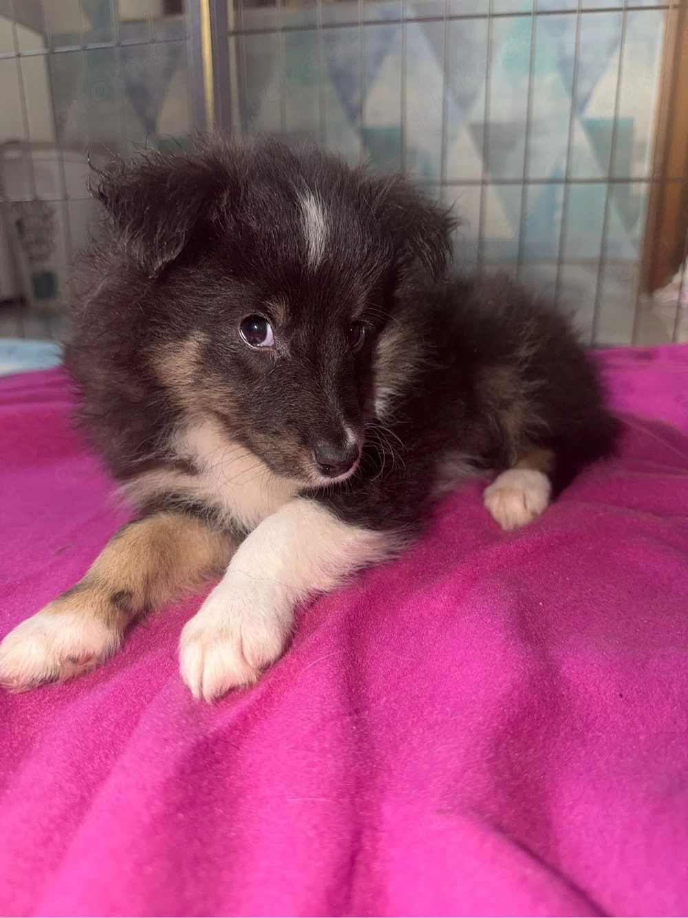 Sheltie in tricolor 