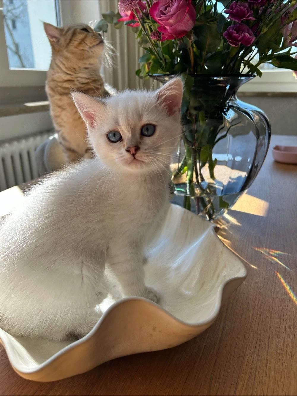 Reinrassige BKH Kitten mit Stammbaum