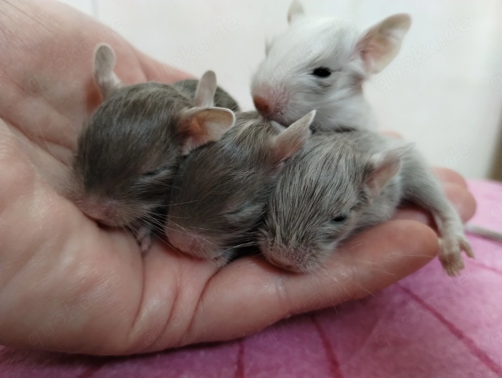 Super süßer Degu Nachwuchs:Sonderfarben:Schoko-Schecken,Liac suchen demnächst Heugeber!