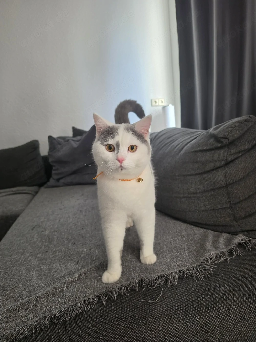 BKH Deckkater- Blue Harlekin (B)