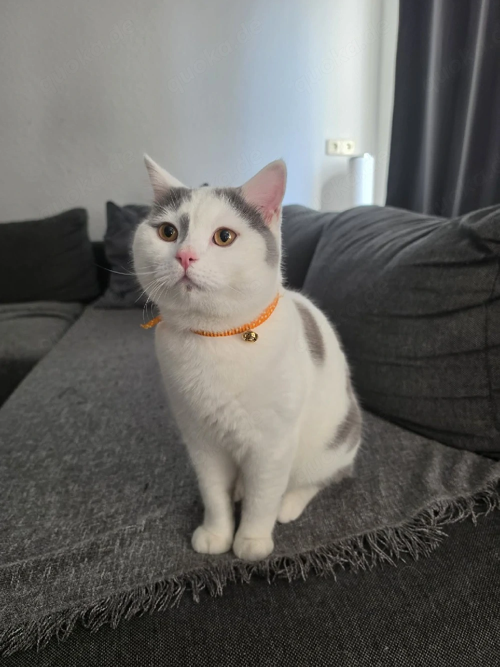 BKH Deckkater - Lilac Harlekin