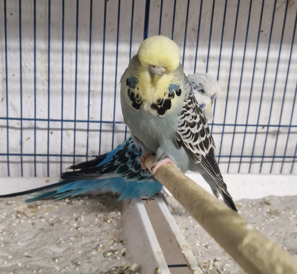 Standard Wellensittiche 