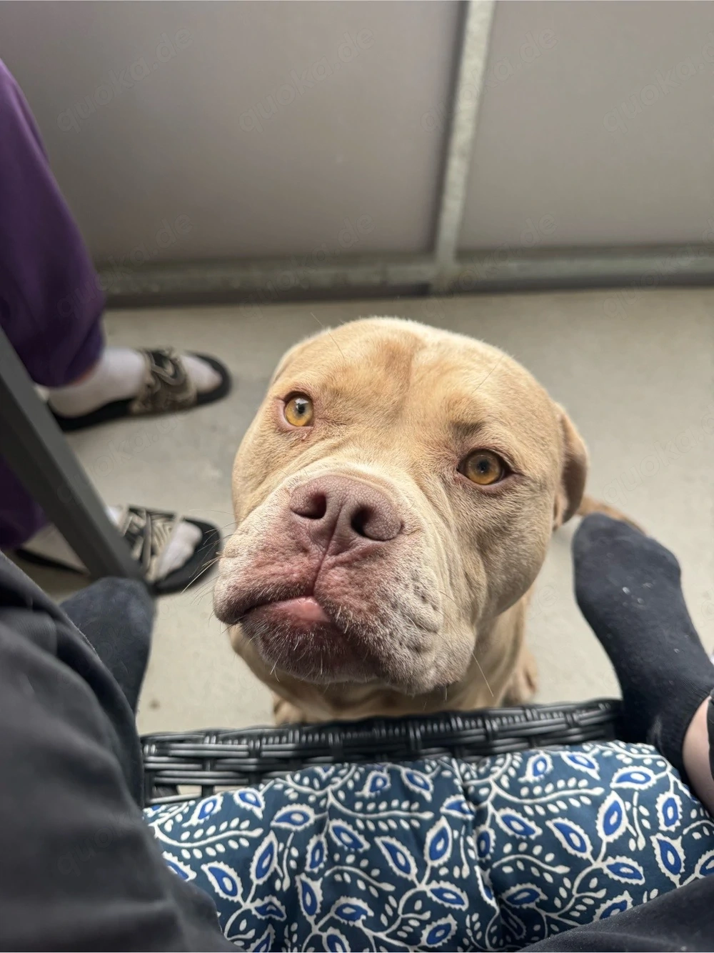 butsch sucht sein Haus und Hof