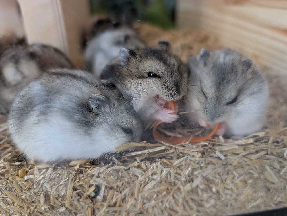 dschungarische Zwerghamster suchen ein Zuhause