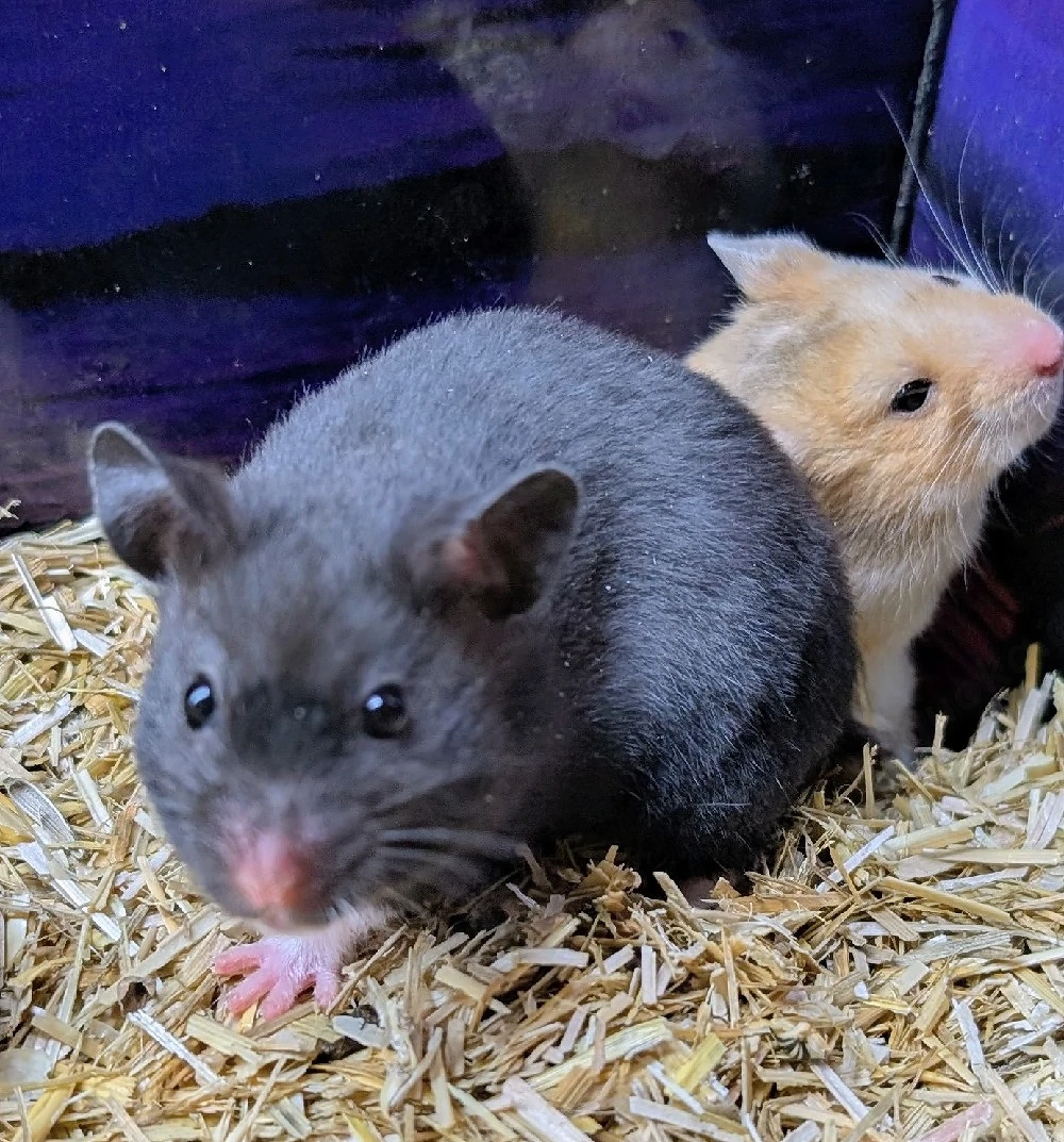 Goldhamster Männchen abzugeben