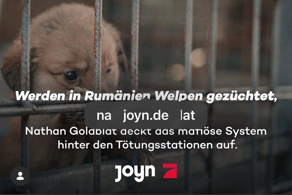 Hunde-Liebhaber bitte TEILEN   