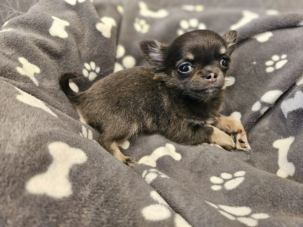 Chihuahua Welpe blue tan tricolor 