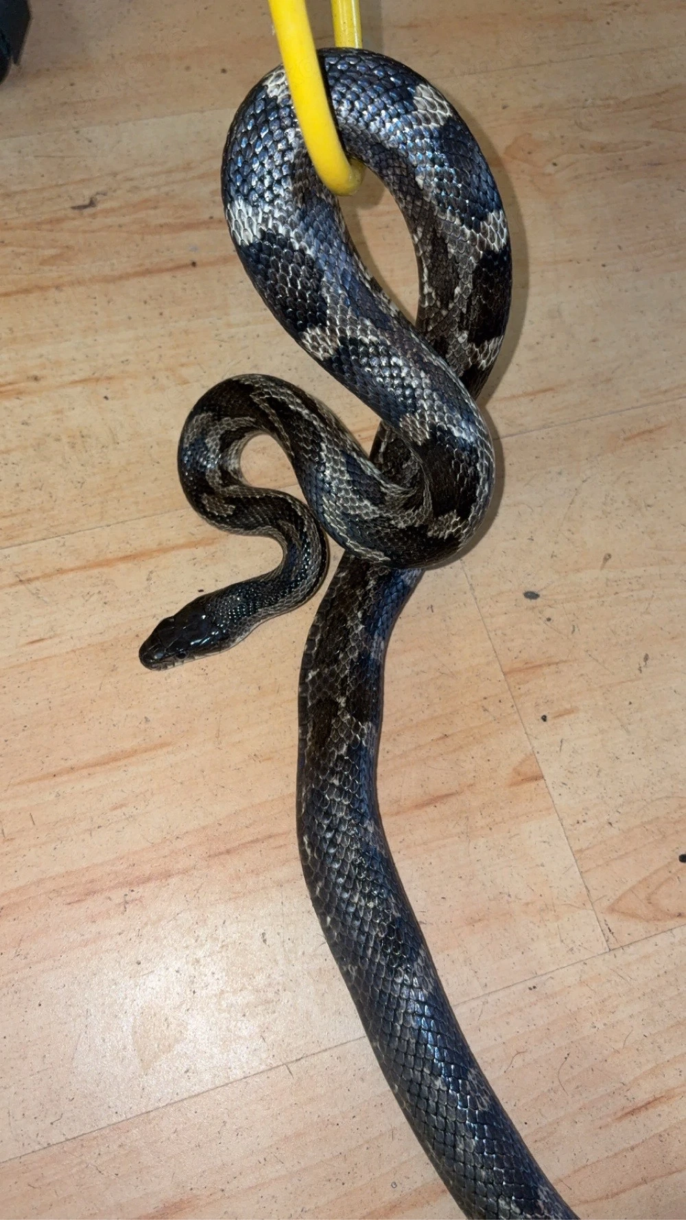 Elaphe obsoleta lindheimeri