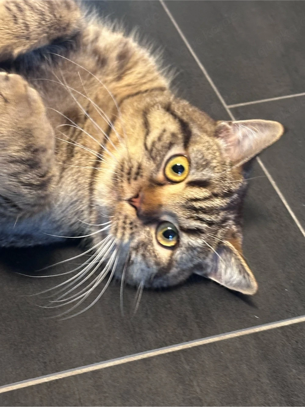 BKH Brittisch Kurzhaar 9 Monate