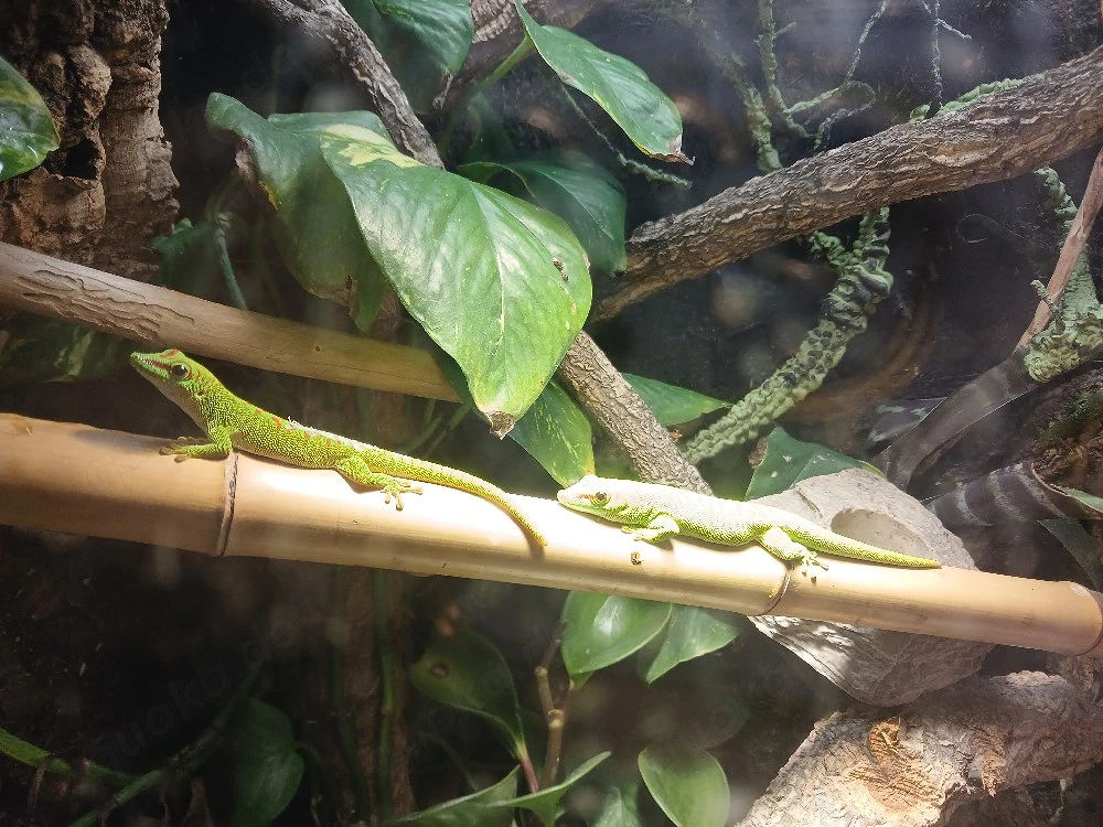 2 kleine Madagaskar Taggeckos, Phelsuma Grandis Jungtiere (adult max.25-30cm)