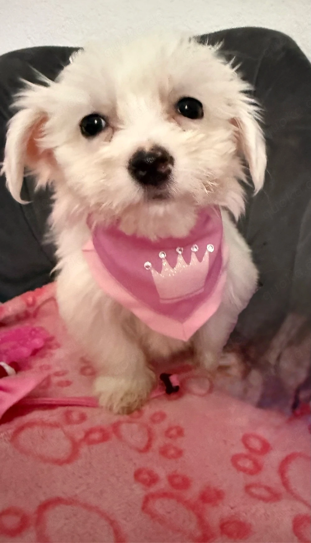 Maltipoo- Malteser- Mädchen mini