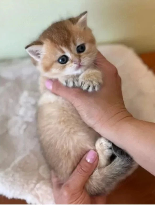 Bkh kitten 
