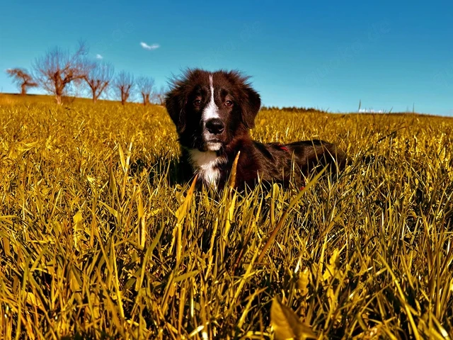 Neval sucht sein Zuhause