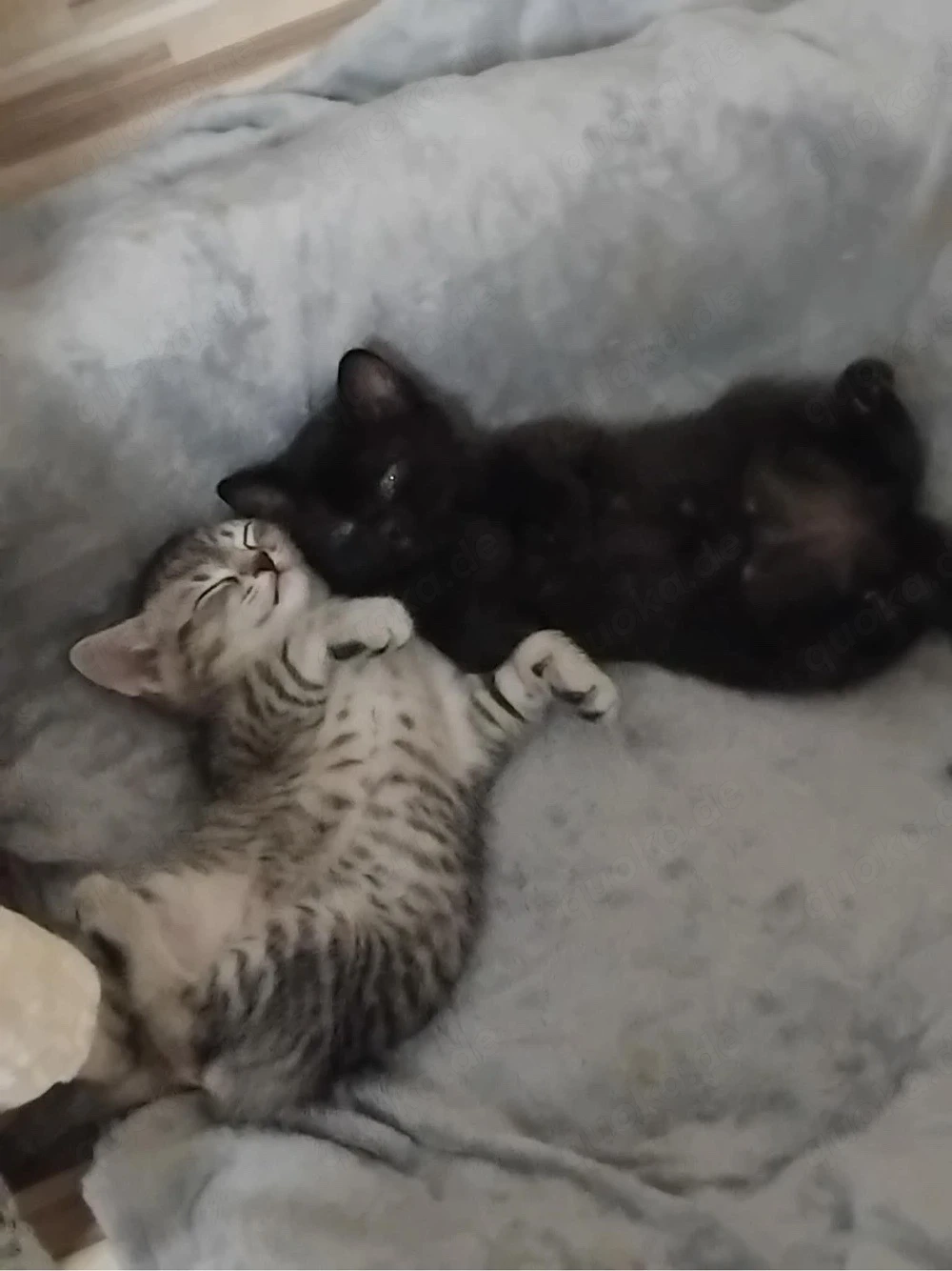 verkaufe leider meine katern