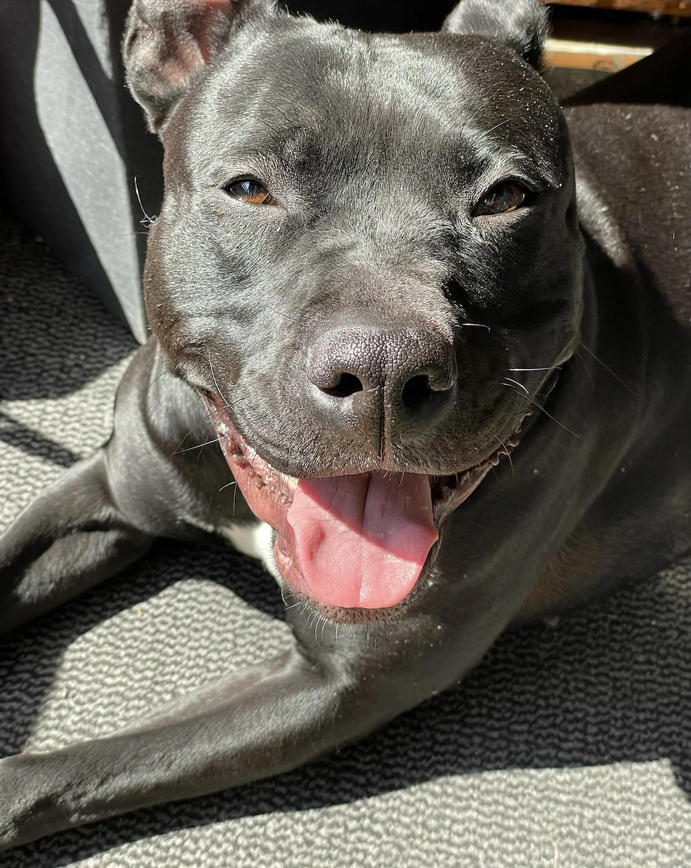 Aktive & verschmuste Hündin Bella - 3 J. sucht Zuhause