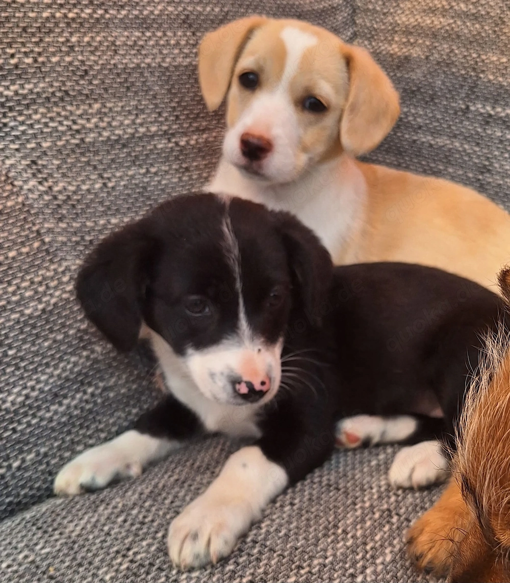 Zuckersüße Mischling Welpen 