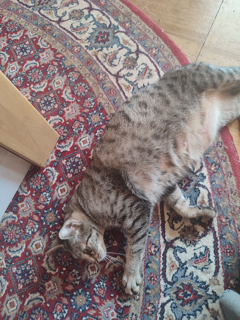 Dringend Katze Weibchen 5 Jahre 