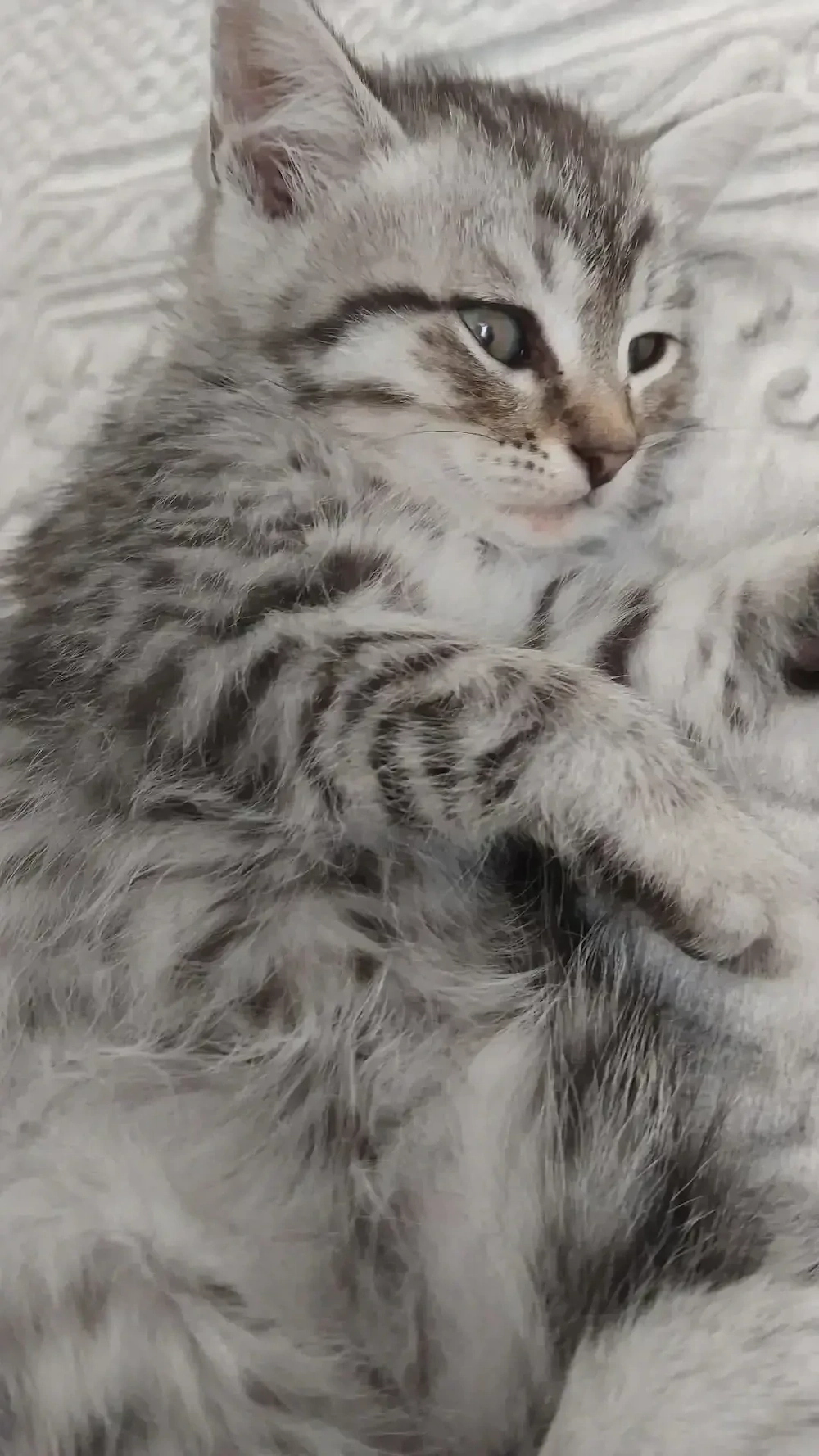 Liebe Kater siam mix bhk