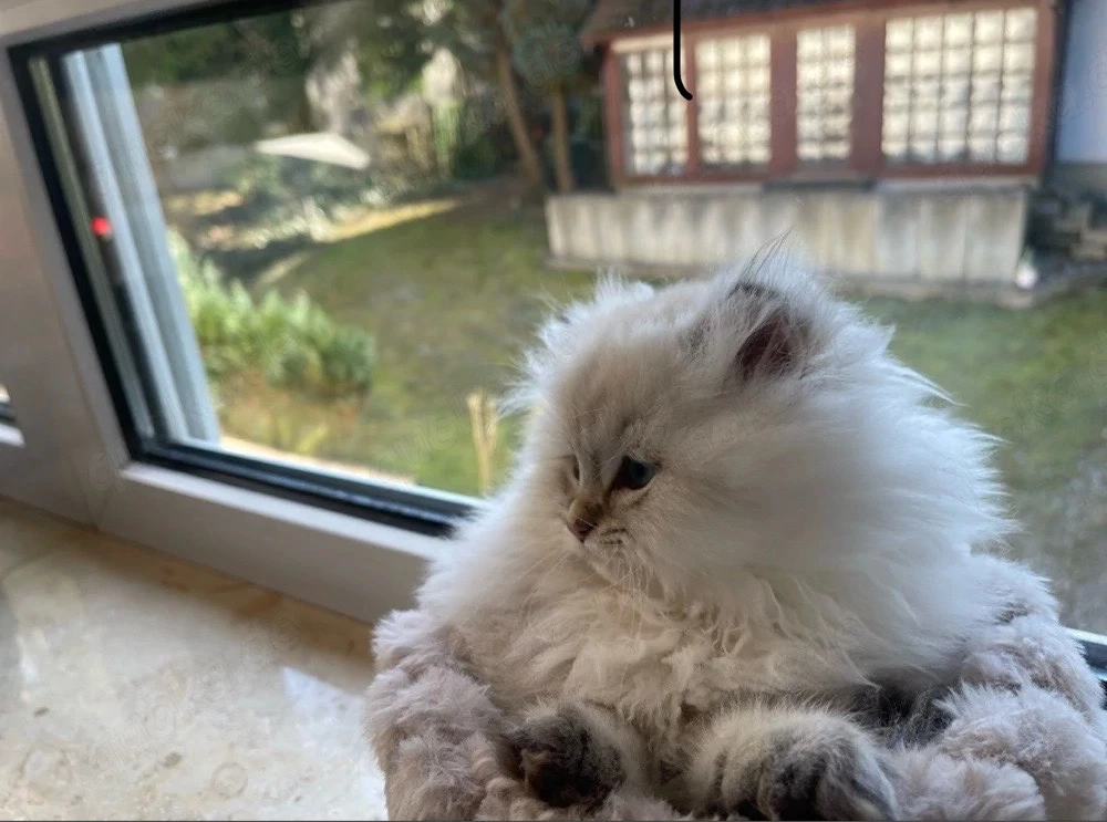 Süßer Kater Flavi sucht ein liebevolles Zuhause