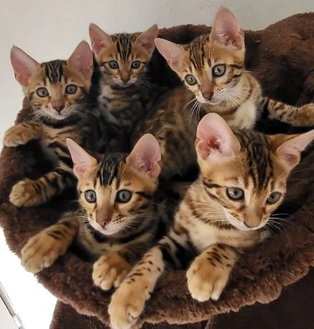  Bengalkitten suchen ein liebevolles zu Hause 