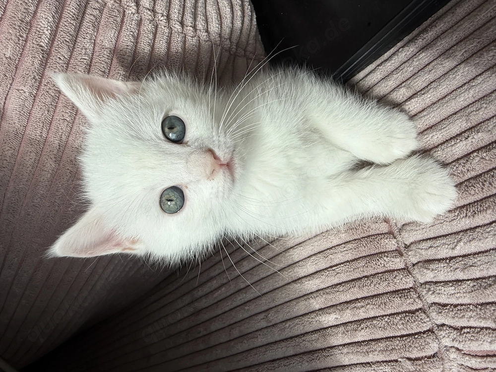 Babykatzen abzugeben 