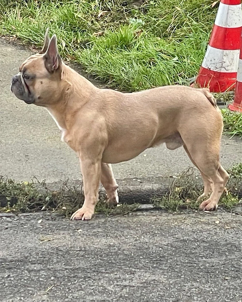französische Bulldogge Deckrüde Blue Fown
