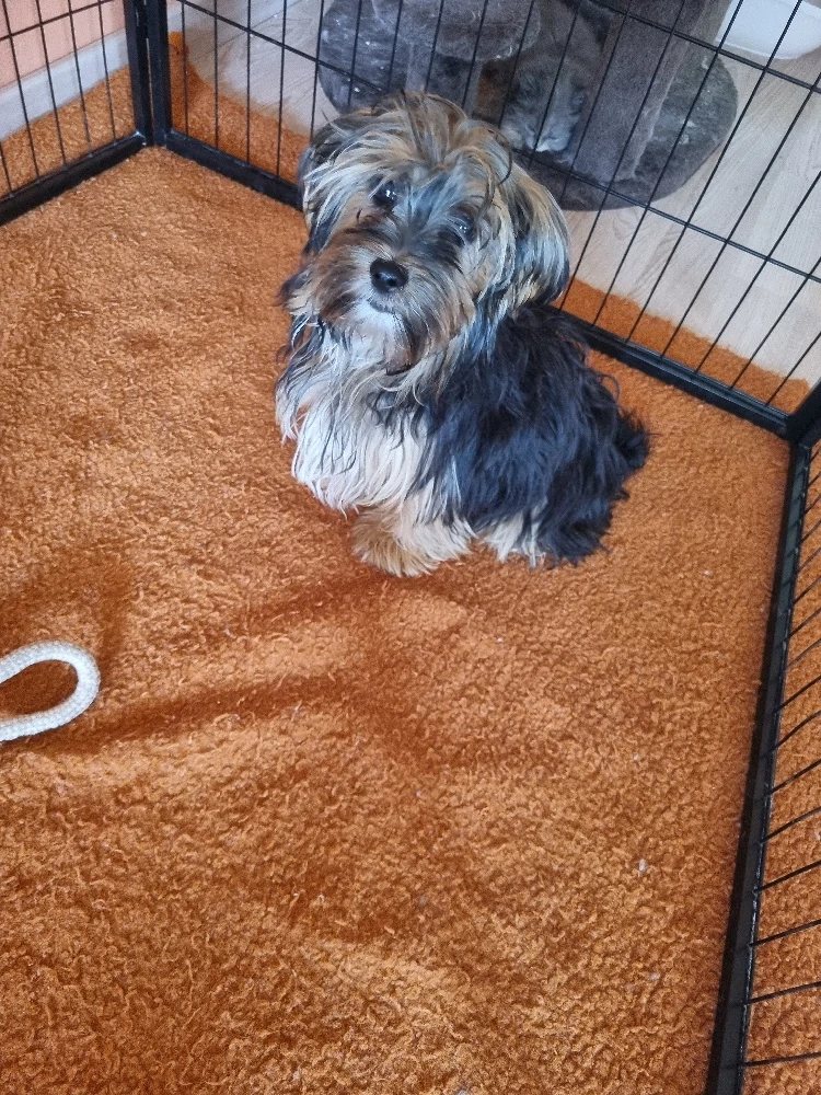 yorkshire shihtzu 