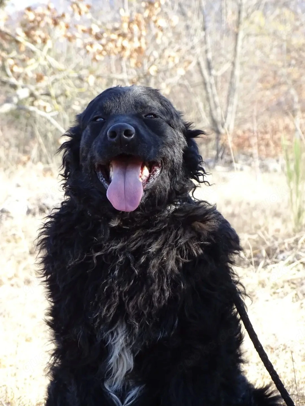Collie kroatische Schäferhund Rüden 1j bundesweit ausreisebereit 