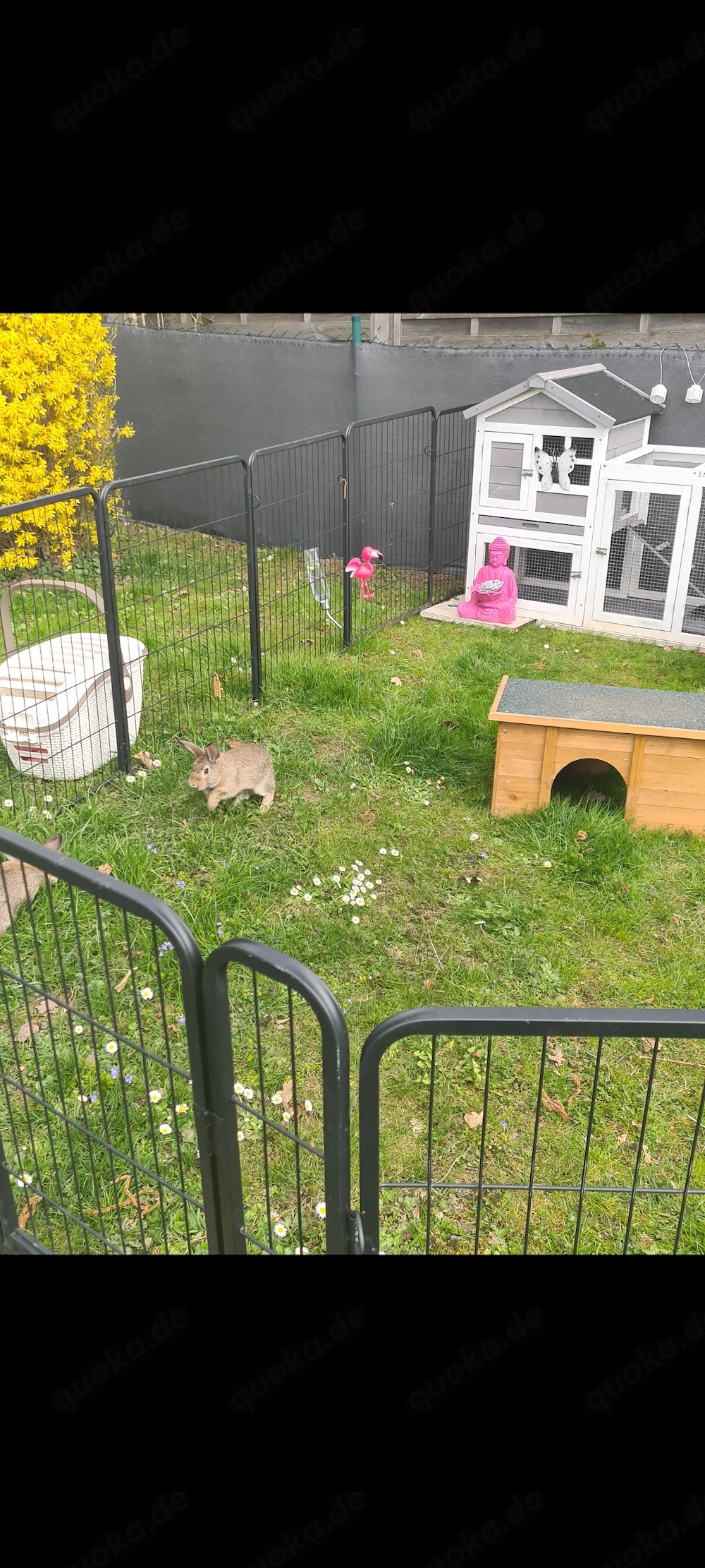 Zwergkaninchen Zwergwidder Babys 