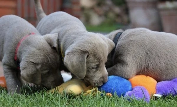 Silber Labrador Welpen Silber 