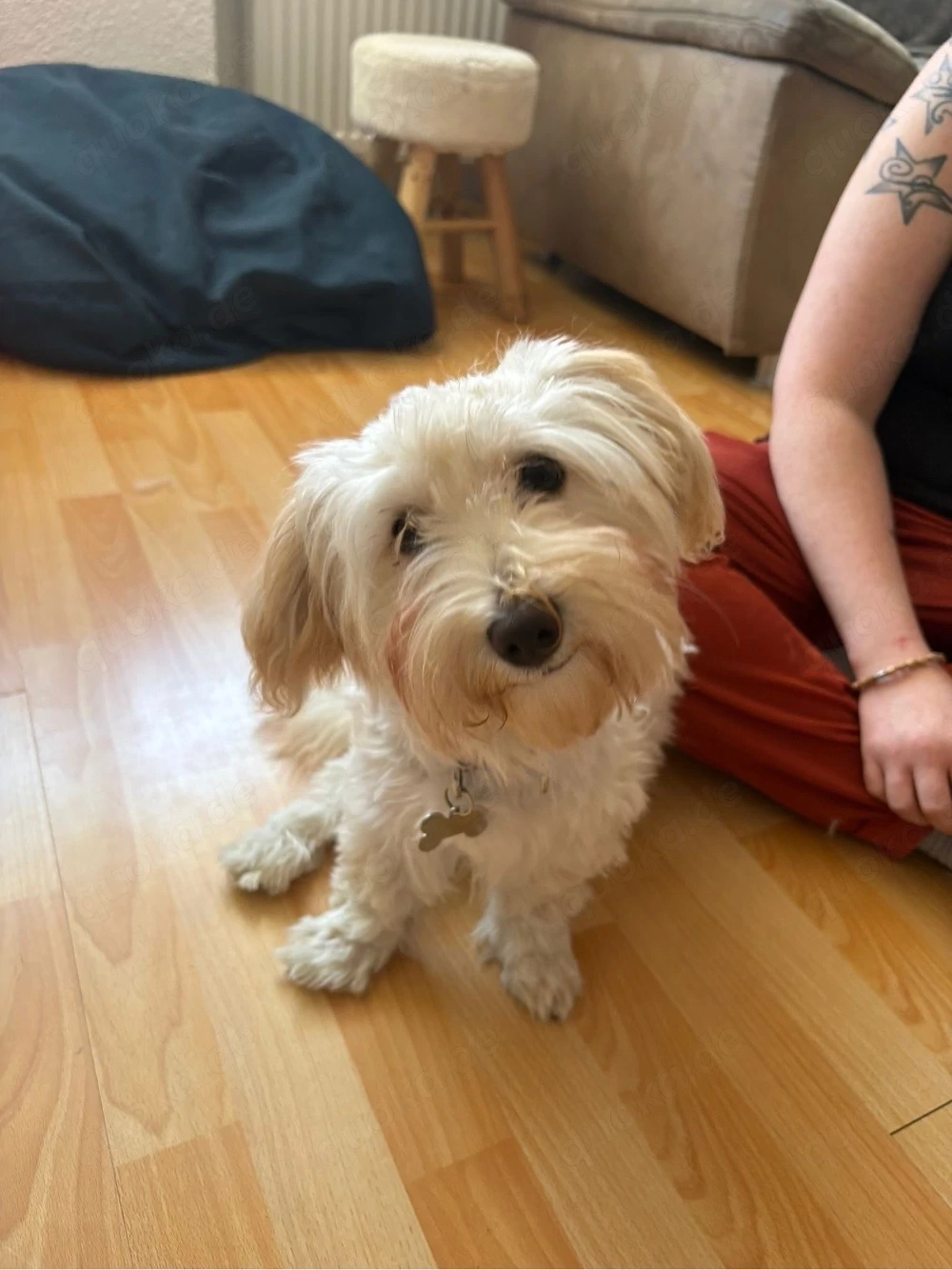 Malteser-Mix Hündin