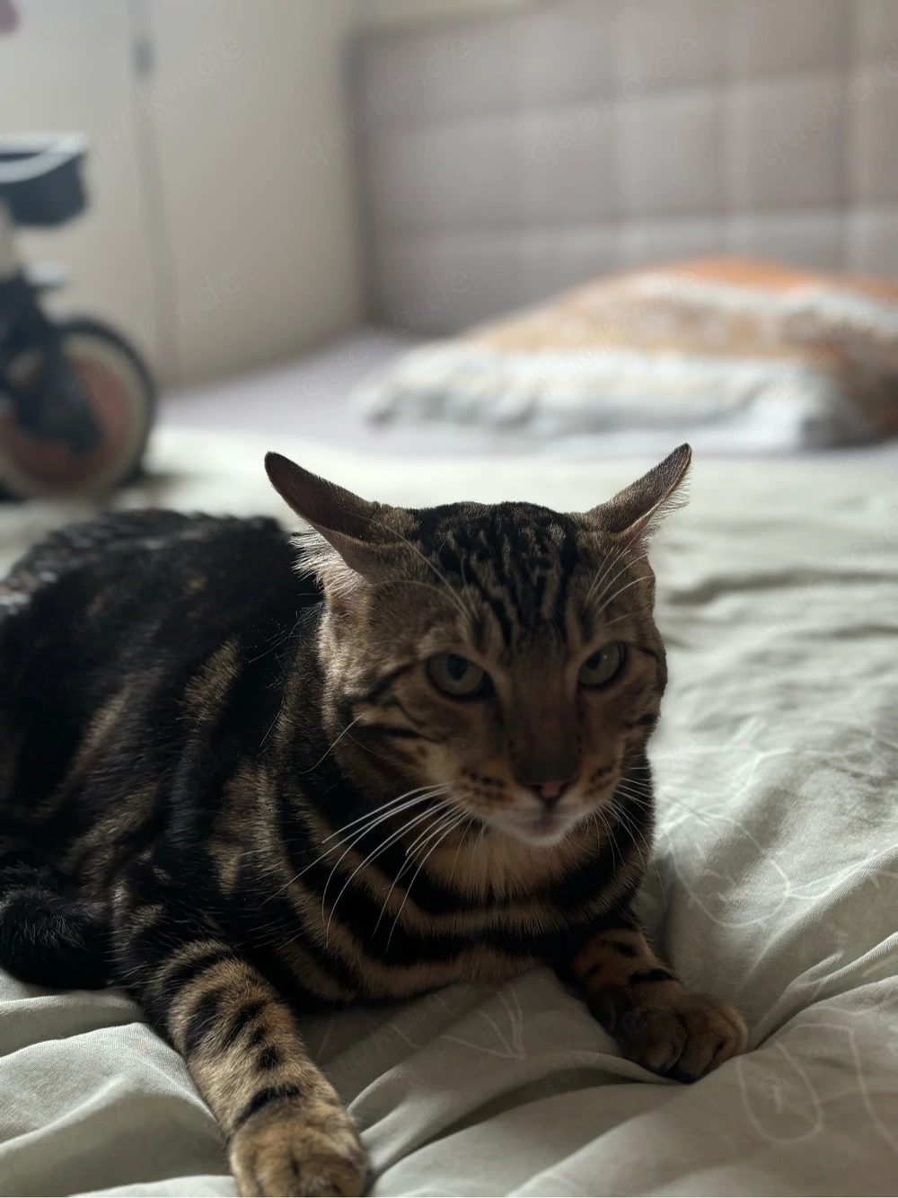 Wunderschöner Bengal Kater sucht liebevolles zuhause