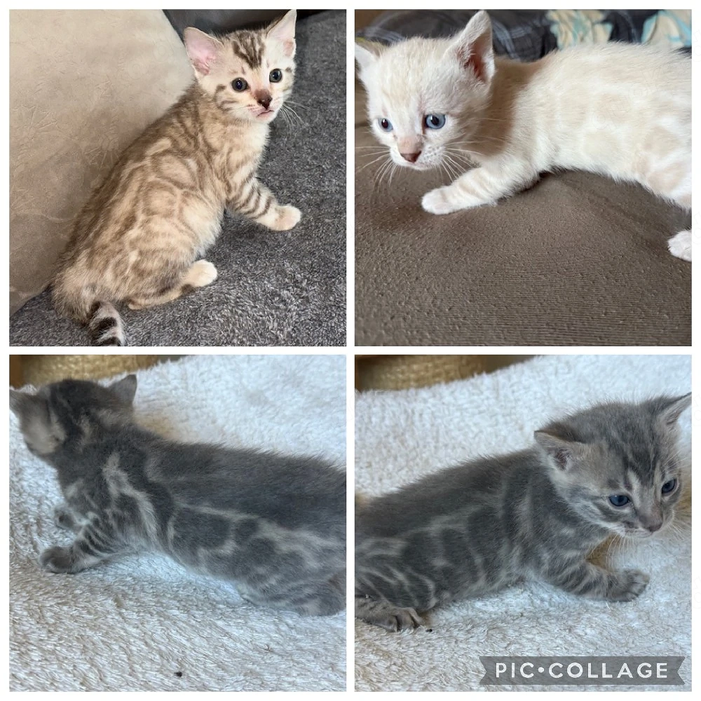 Bengal kitten Snow oder  Blue   Reinrassig 