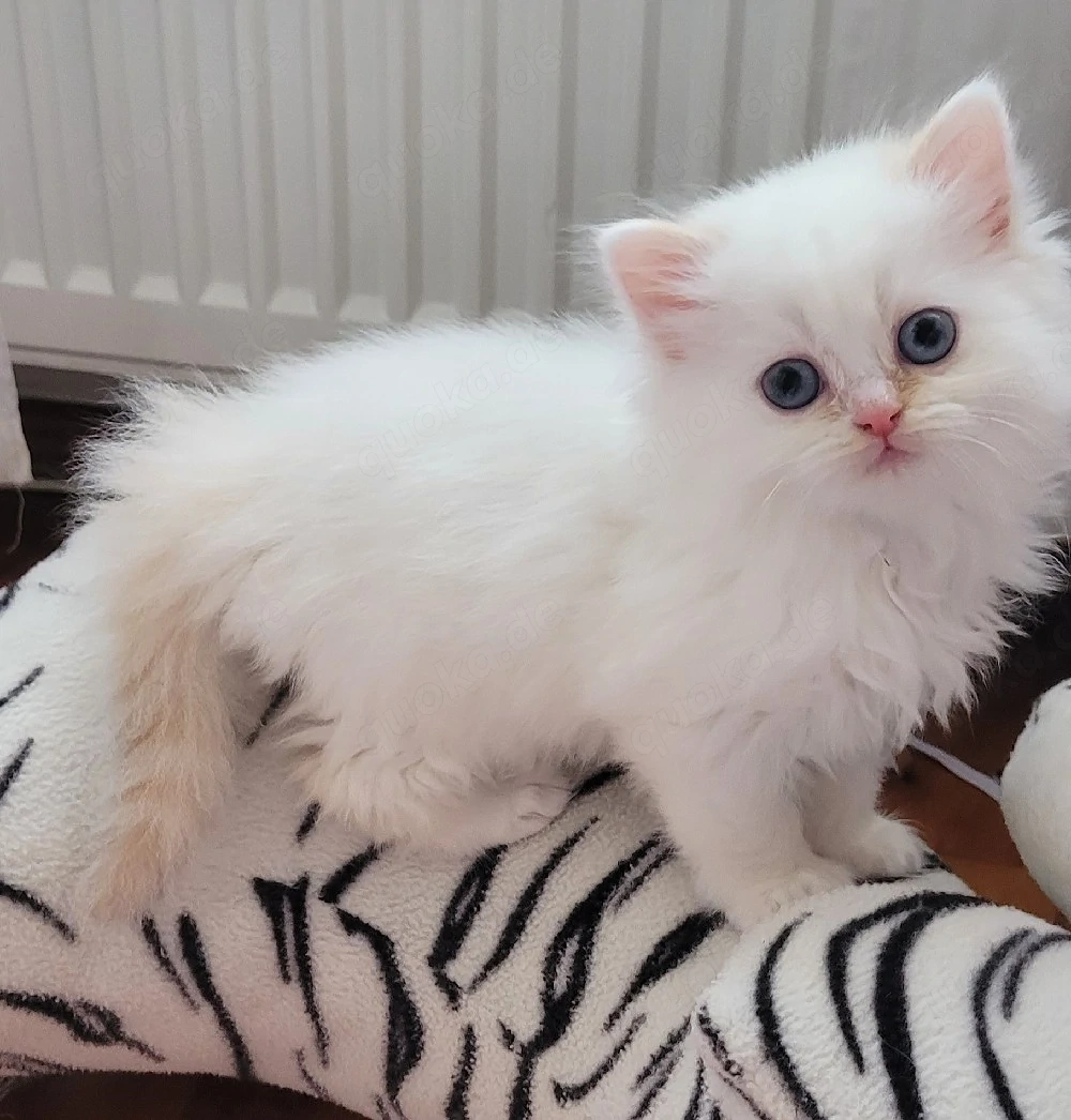  Ragdoll-Kitten abzugeben   ideal für Familien mit Kindern((Reserviert))