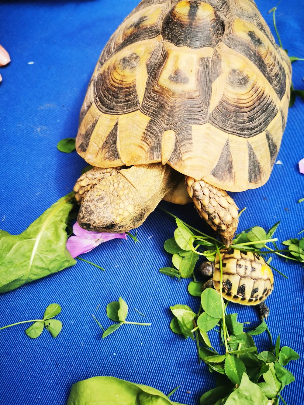 griechische Landschildkröten Testudo hermanni boettgeri Nachzuchten Hobbyzucht 2024 un2025