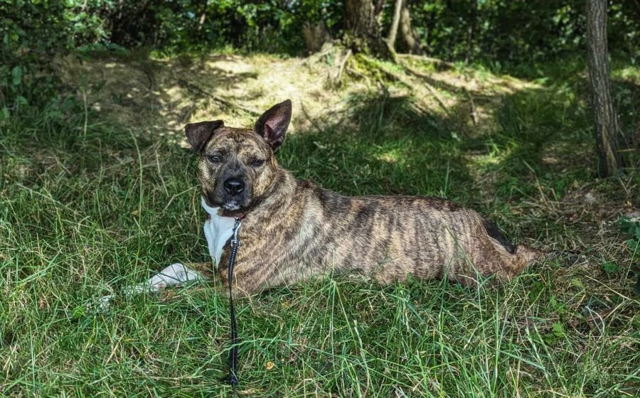 Chihiro sucht ein Zuhause