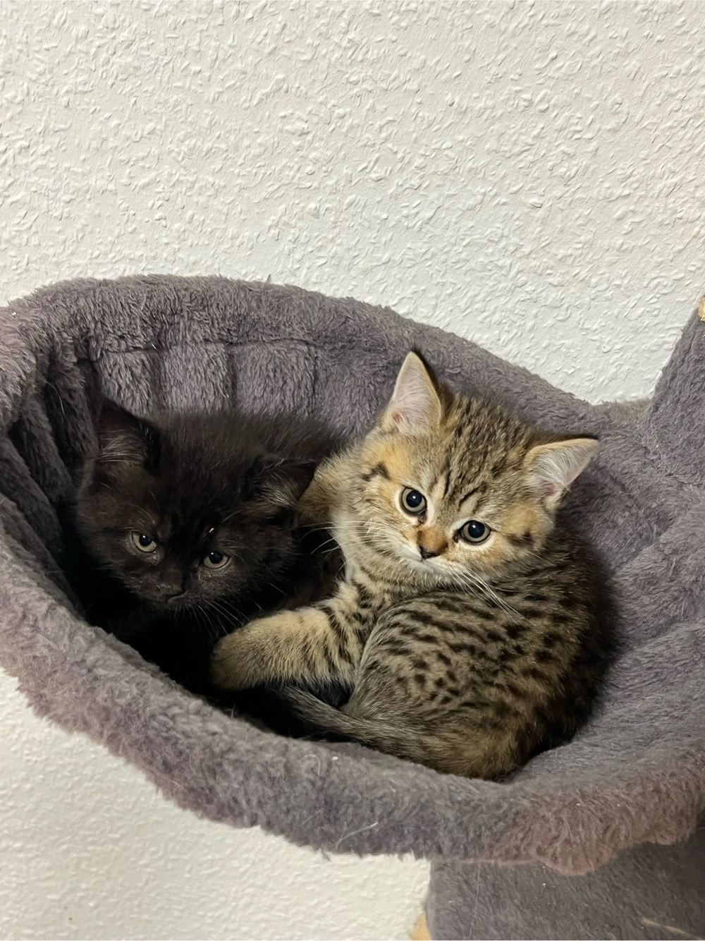 Katzen  BKH